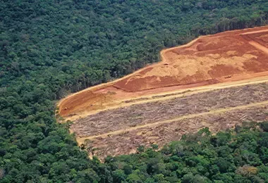 Deforestación de bosques