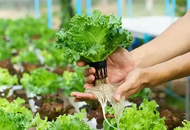 Huerto hidropónico de transplante