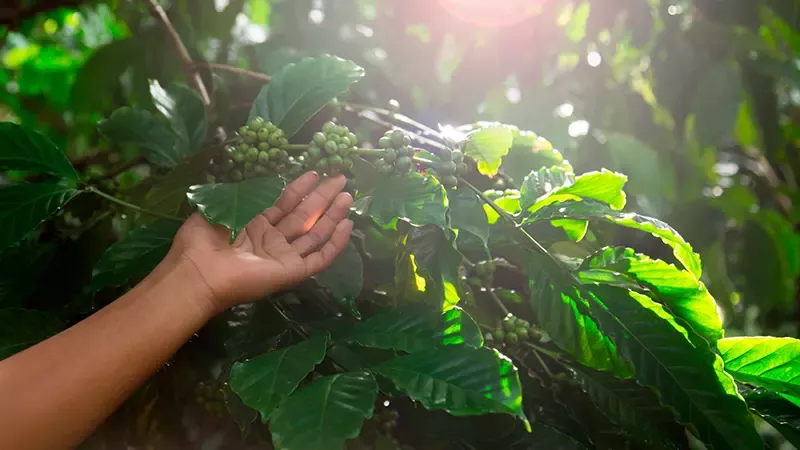 planta de cacao