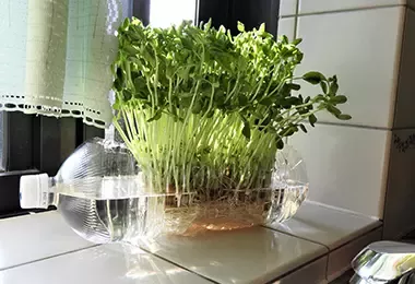 Cultivo hidropónico en botella de plástico