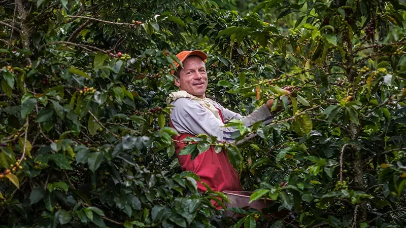 hombre recolectando granos café