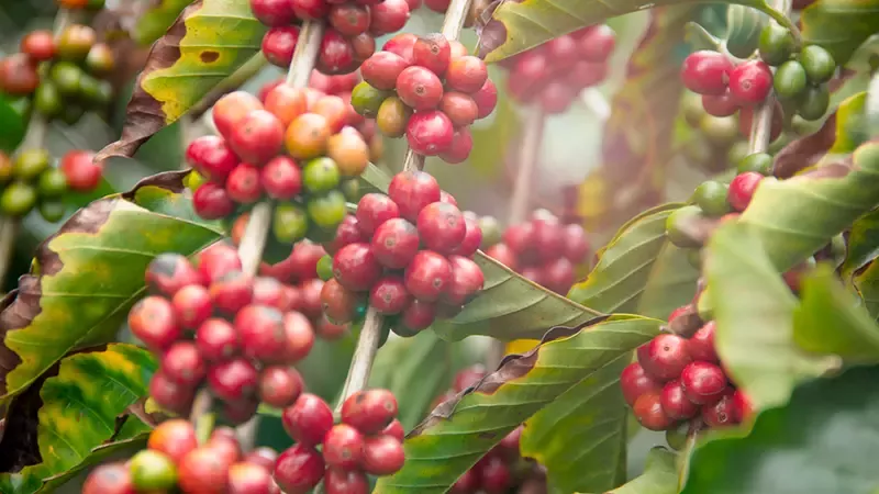 cerezas de café