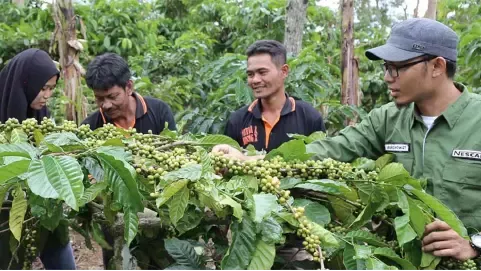 Jóvenes caficultores aprendiendo el oficio