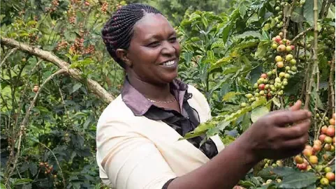 Mujer de Africana caficultora