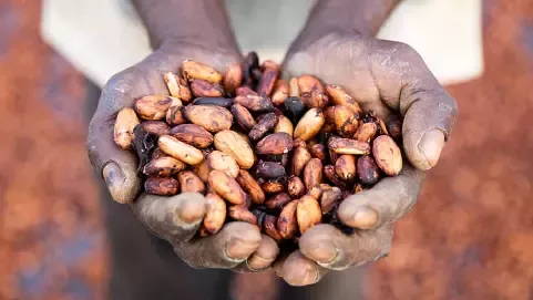 Manos con semillas de cacao