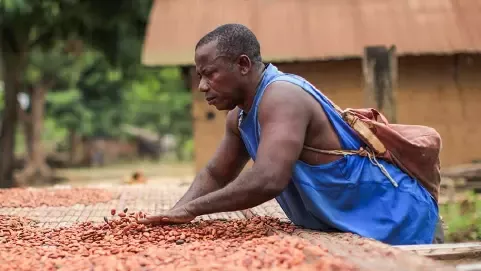 Hombre africano limpiando semillas de cacao