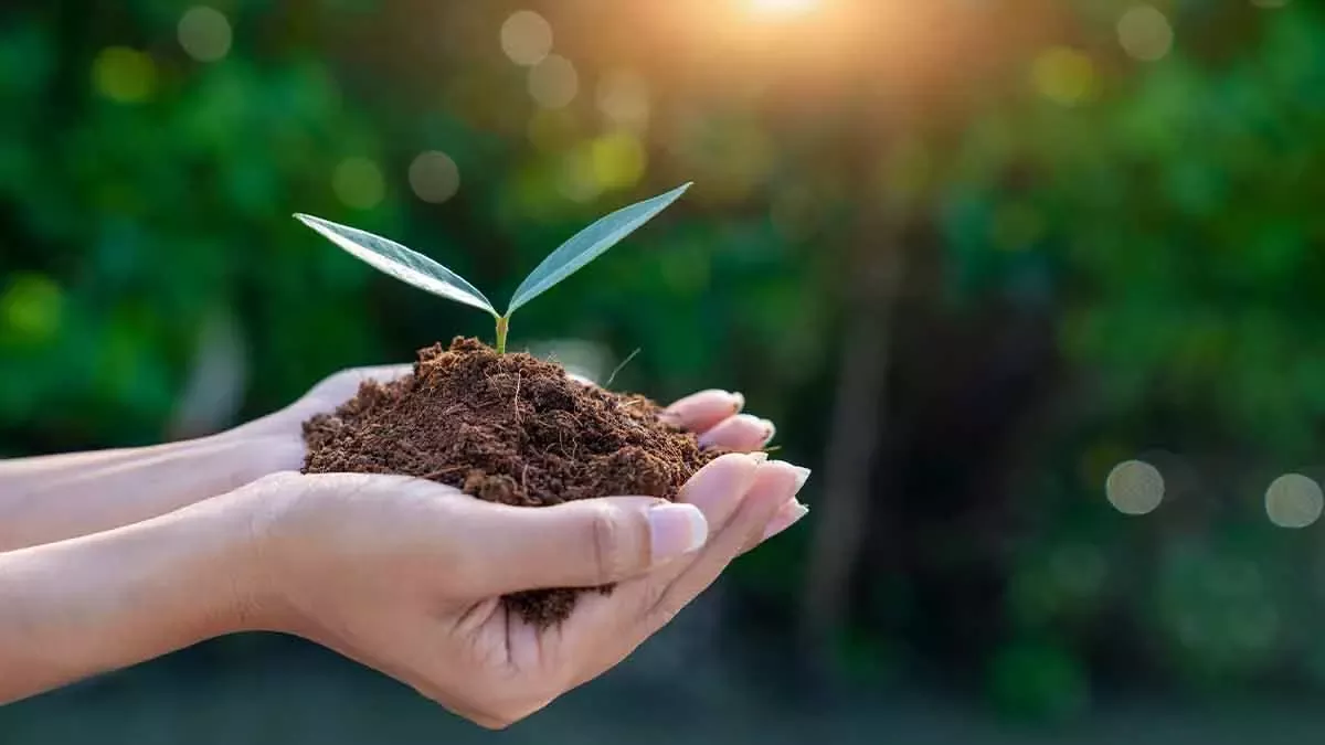 Manos sembrando planta