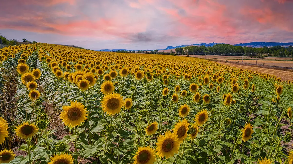 Campo de girasoles en un atardecer