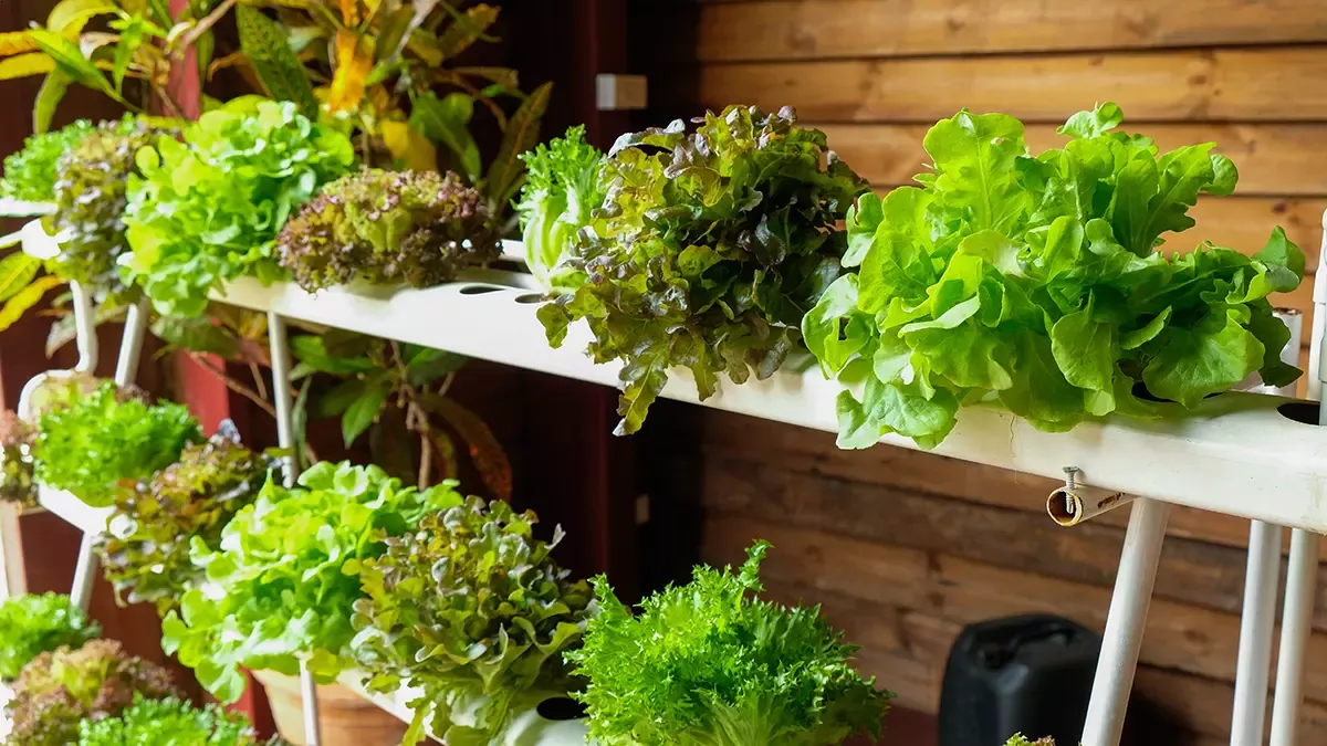 Cultivo hidropónico en casa