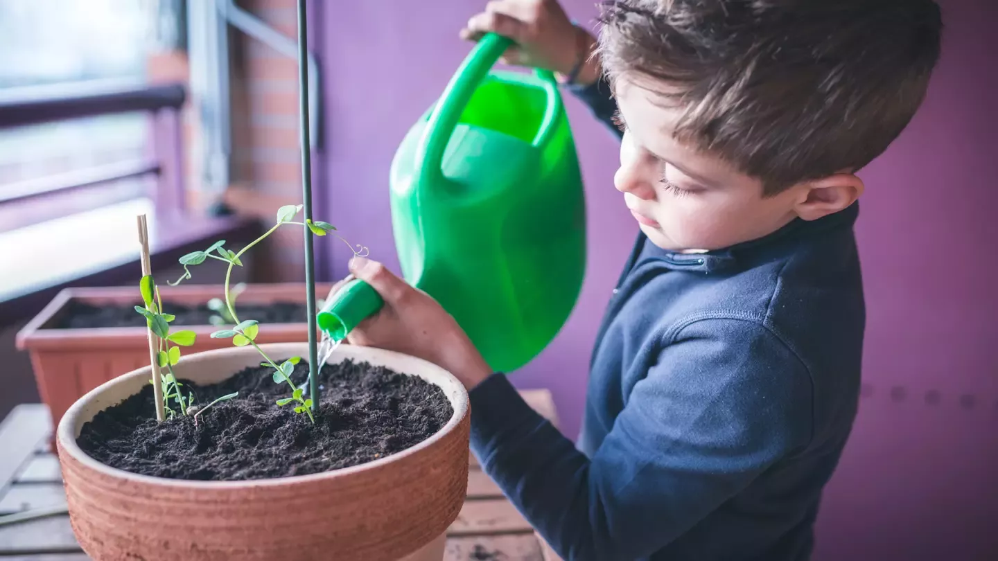 Plantando